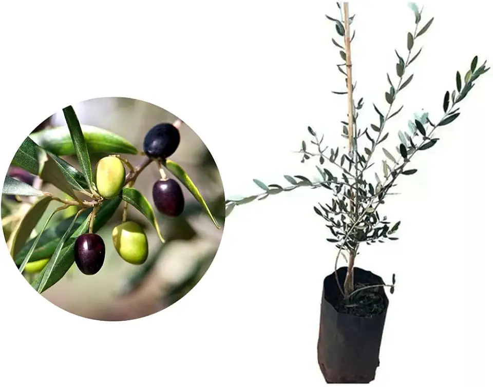 Muda de Oliveira (Olea europaea) Altura de 20 a 40cm – planta frutífera mediterrânea, ideal para vasos ou solo, produção de azeitonas, paisagismo elegante, cultivo doméstico e ornamental