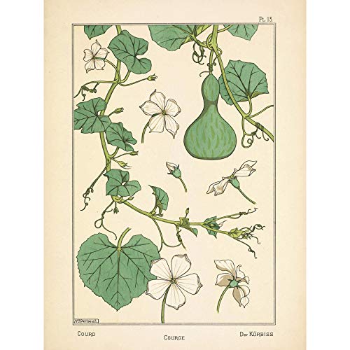 Verneuil Ornamental Gourd Squash Plant Design Premium Wall Art Canvas Print 18X24 Inch