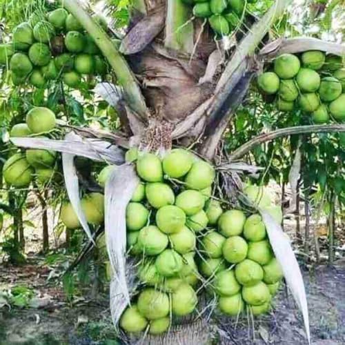 Generic Malaysian Dwarf Coconut Plant, Outdoor, 1 Pack Pack of 1 - Image 3