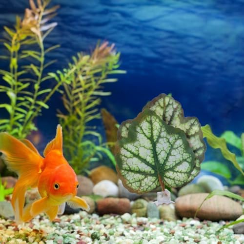 Image of 2Pcs Betta Fish Leaf Hammock Aquarium Plastic Betta Bed Resting Spawning Pad for Beta Fish Tank Accessories