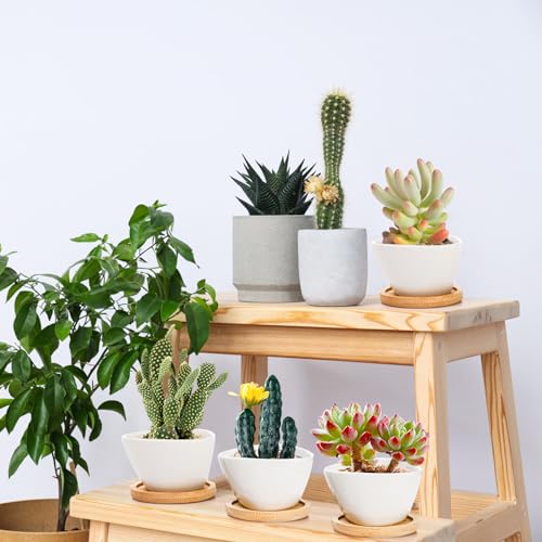 Foraineam Pacote com 12 mini vasos de suculentas, pequenos vasos de cerâmica para cactos, vasos de f