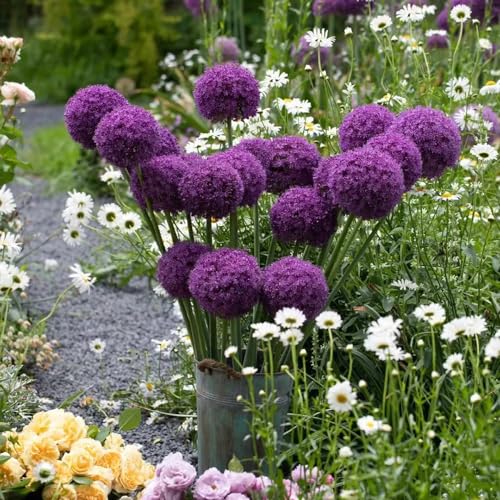 bulbi di Allium perenni resistenti, in vaso giardino balcone 20pcs