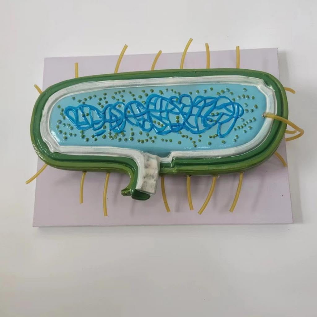 Modelo Bacteriano de Citoplasmática: Modelo Ampliado para Profesores.