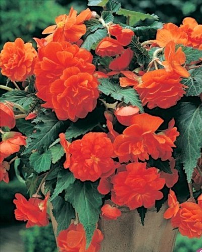 New Pack 3 Bulbs/Tubers Begonia Cascade Orange Flowering W.P.C. Prins Bulbs