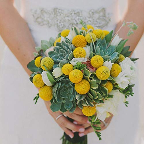 Beau Jour Dried Craspedia Yellow Billy Balls 40 Stems, 1-1.5 inch in Diameter, Dried Flower Branch for DIY Flower Arrangements Home Decor