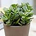 OhhSome Jade Plant Lucky Plant | Money Plant Or Money Tree |Feng Shui Plant
