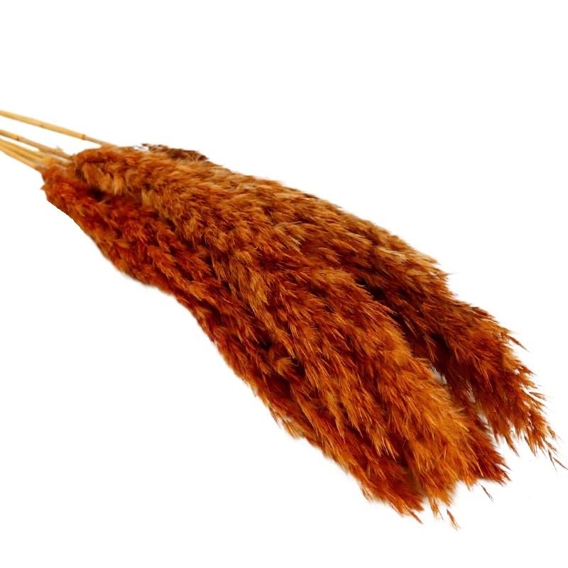 Ramo de flores secas pampas grass 50cm 10 piezas miniatura 1