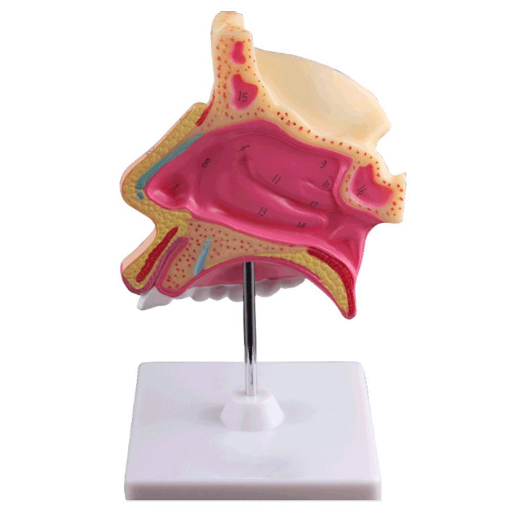 Il modello anatomico della cavità nasale umana allarga la struttura dell'otorinolaringoiatria del naso dello strumento del modello di insegnamento della biologia per lo strumento di presentazione