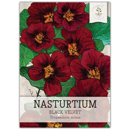 Seed Needs Black Velvet Nasturtium Seeds for Planting - Heirloom Untreated & Open Pollinated - Edible Dark Red Colored Flowers to Plant a Butterfly Garden (1 Pack)