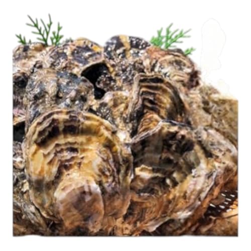 [2026年1月より順次出荷予定勤成丸の牡蠣 殻付き牡蠣 2.0kg 魚介類 魚貝類 生牡蠣 海の幸 海鮮 1年牡蠣 つまみ お酒のあて 一品料理 オイスター