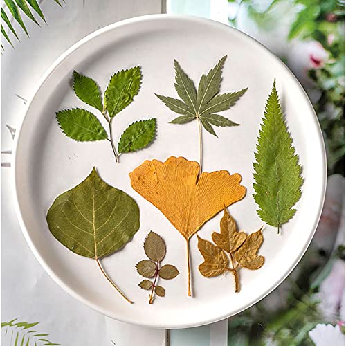 HREDZEO Pressed Dried Flowers Leaves,21 Pcs Dried Pressed Flower Leaves Real Natural Dry Flowers Leaves Real Dried Pressed Greenery Leaves for DIY Resin Mold Jewelry Making Craft Floral Decors - Image 3