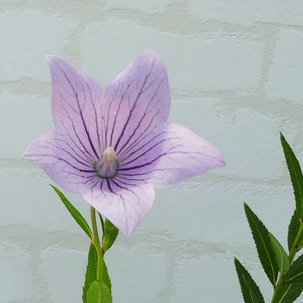 Amazon.co.jp: 桔梗 キキョウ 【 あずき色 一重咲き 】 9cm～12cm