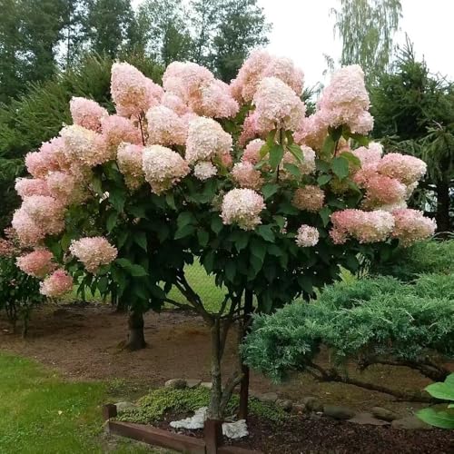 ortensia paniculata tagliati semi di perenne selvaggio, autunno, perenne serrature balcone decorazione giardino decorativo semi 80pcs