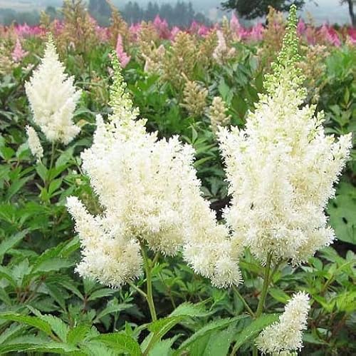 Votaniki White Gloria Astilbe Roots - Long Lasting Blooms, Perennial