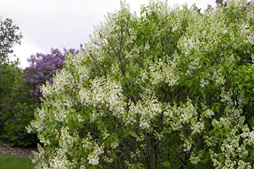 Syringa Vul. X 'Primrose' (Lilac) Shrub, Pale Yellow Flowers, #3 - Size Container #TOP2