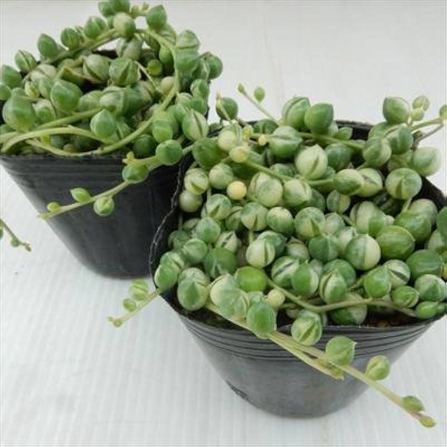 Amazon｜多肉植物 斑入りのグリーンネックレス 多肉植物 室内