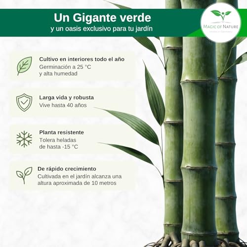 Miniatura 4 de Magic Of Nature: Semillas De Bambú Gigante 60 Uds.