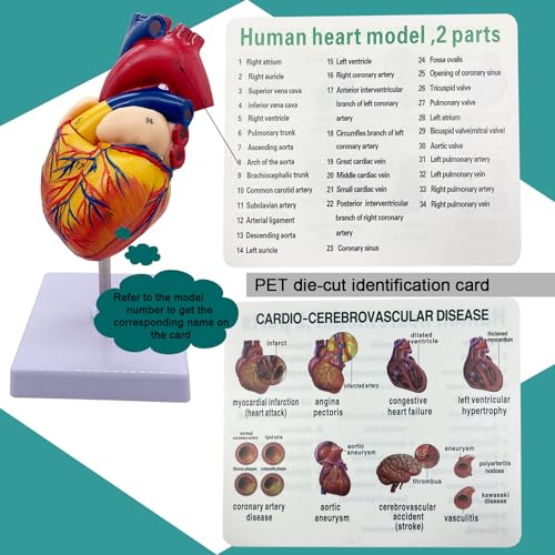 Image of Basook Human Heart Model - 2-in-1 Design, True-to-Life Scale, 34 Anatomically Numbered Structures, Magnetic Connection, for Medical and Biological Teaching