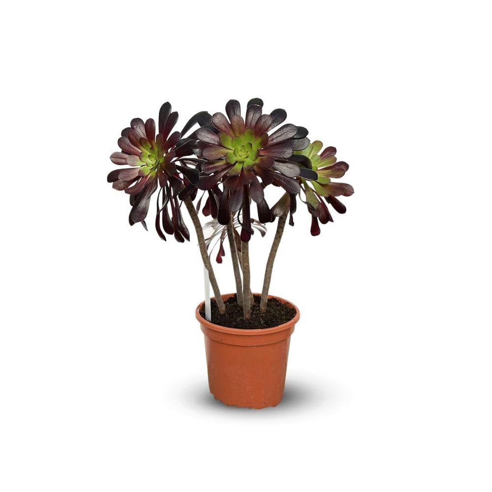 Attitude Jardin – Aeonium – 45-50 cm – ⌀ 17 cm – Kakteen und Sukkulenten