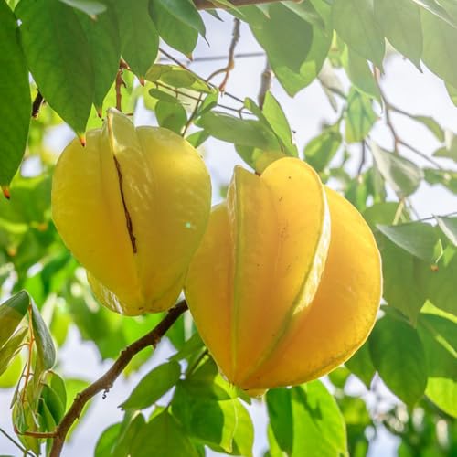 20 Piezas Semillas De Carambola, Semillas De Frutas Plantas En Macetas Resistentes Semillas De Carambola - Averrhoa Carambola - Semillas De Frutas Exóticas Frutas Exóticas Plantas
