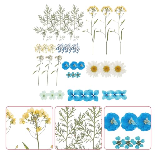 Set de flores secas prensadas para manualidades 33 piezas miniatura 7