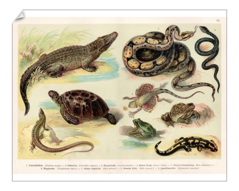Media Storehouse 10x8 Print of Reptiles lithograph 1888 (13668935)