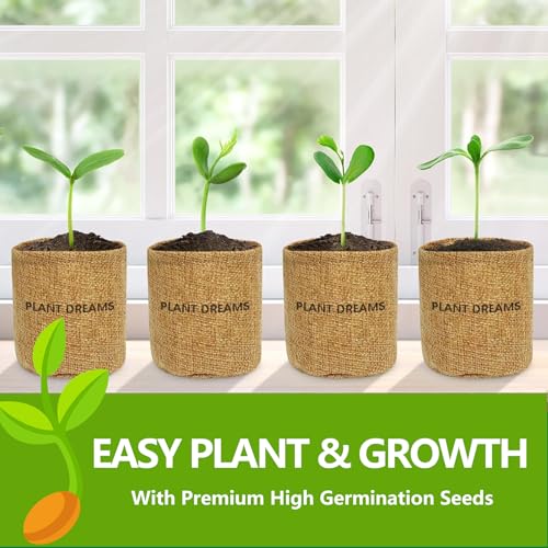 Bonsai Tree Kit, Bonsai Starter Kit with Seeds & Tools, Tree Live Plants Indoor, Gardening Gifts for Women Men Mom Father Plant Lover, Birthday Gifts for Women, Father Day Gifts - Image 5
