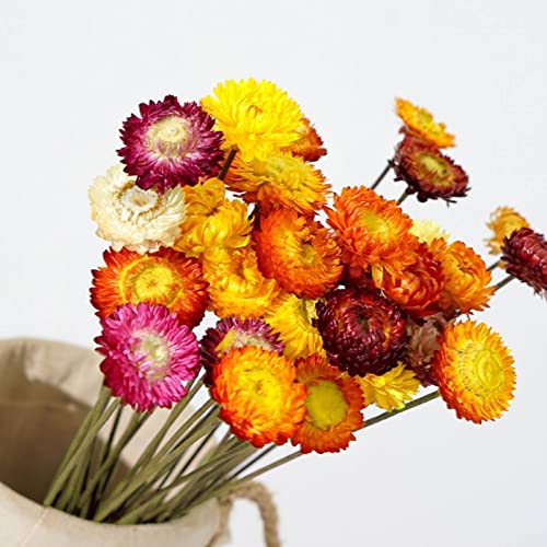 Ramo de Flores Secas Margaritas Naturales 20 Tallos Multicolor