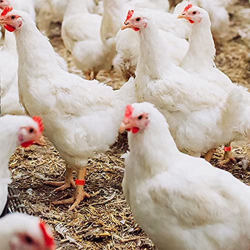 204 Pieces Chicken Leg Rings Multiple Color Chicken Identification Leg Bands Plastic Bird Leg Bands 16mm Clip-on Chicken… - Image 5