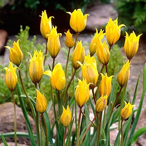 Tulips Species Sylvestris Bulbs for Gardens Cover