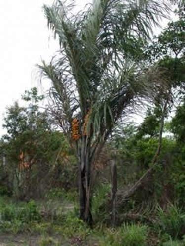 Miniatura 5 de Paris Fragrances Mantequilla de Tucuma - 16 Oz - 100% Natural - Precio al por mayor disponible - Extracción prensado en frío