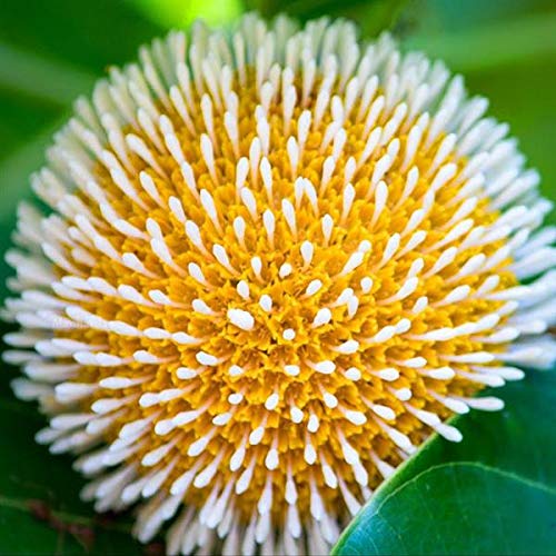 Plant Nursery Online Kadamba Plants (Pack of 2) - Live Plants (B07WN8JG8M) Amazon Price History, Amazon Price Tracker