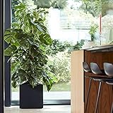 Die Monstera ist eine echte Schattenpflanze, deshalb sollte die Sonne vermieden werden.