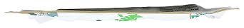 Gimme Seaweed Sushi Nori Premium Organic Roasted Seaweed 50 Sheets in Resealable Container, Keto, Vegan, Gluten-Free, Restaurant-style Sushi Nori Sheets 50 Count (Pack of 1)