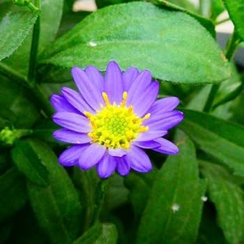 Amazon | 野紺菊 苗 ノコンギク 3.5号 山野草 宿根草 花壇苗