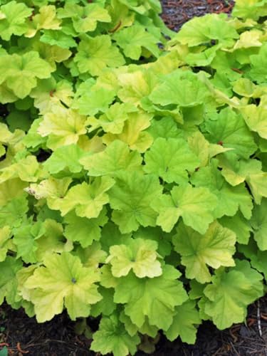 Perennial Farm Marketplace Heuchera x 'Citronelle' (Coral Bells) Perennial, Size-#1 Container, Bright Chartreuse Foliage