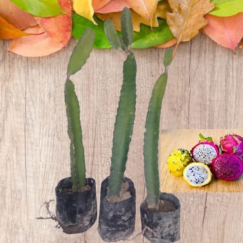 Chayatol Combo pack of Dragon Fruit Live Plant - 8" to 10" inches in Grow Bag with Complimentary Fertilizer (Combo Pack of 3) (B0BV244G6C) Amazon Price History, Amazon Price Tracker