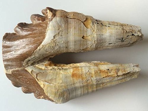 ★新生代始新世「原鯨類ドルドン」歯の化石★Ｌサイズ　①