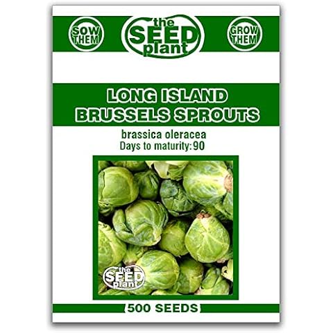 Long Island Brussels Sprouts Seeds - 500 Seeds Non-GMO Cover