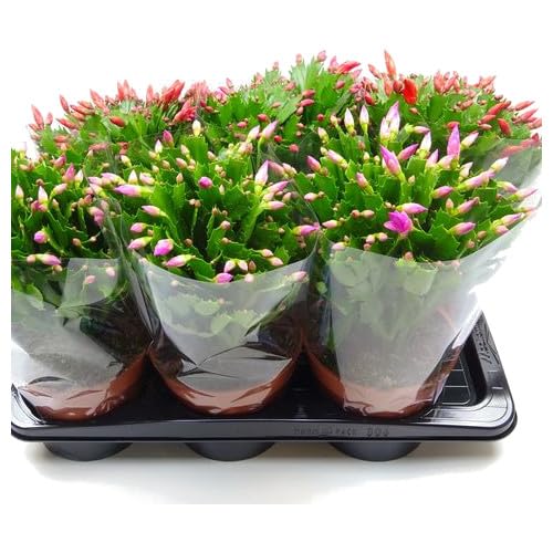 Pack de SEIS Schlumbergera o Cactus de Navidad Plantas Naturales con Flores