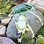 OwMell Frog Statue for Garden, Green Frog Figurine for Outdoor Decor Yard and Garden Decoration Resin Sculpture - Umbrella