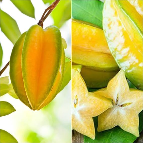 Image of Live Kamrak /Starfruit (Carambola) Fruit Plant with Pot ? Outdoor Use ? Healthy Live Plant ? Easy to Grow ? Edible Fruit ? Pack of 1