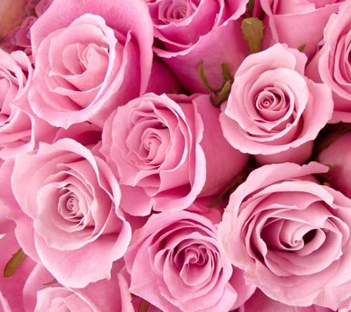 Light Pink Long Stem Rose 100 Stems