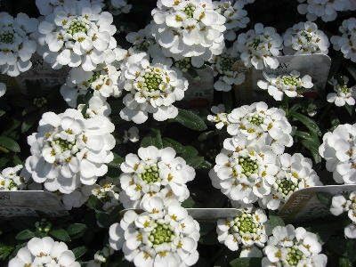 Amazon 花苗 宿根草 イベリス スノーボール 大輪品種 ３ ５号ラベル付き苗 花