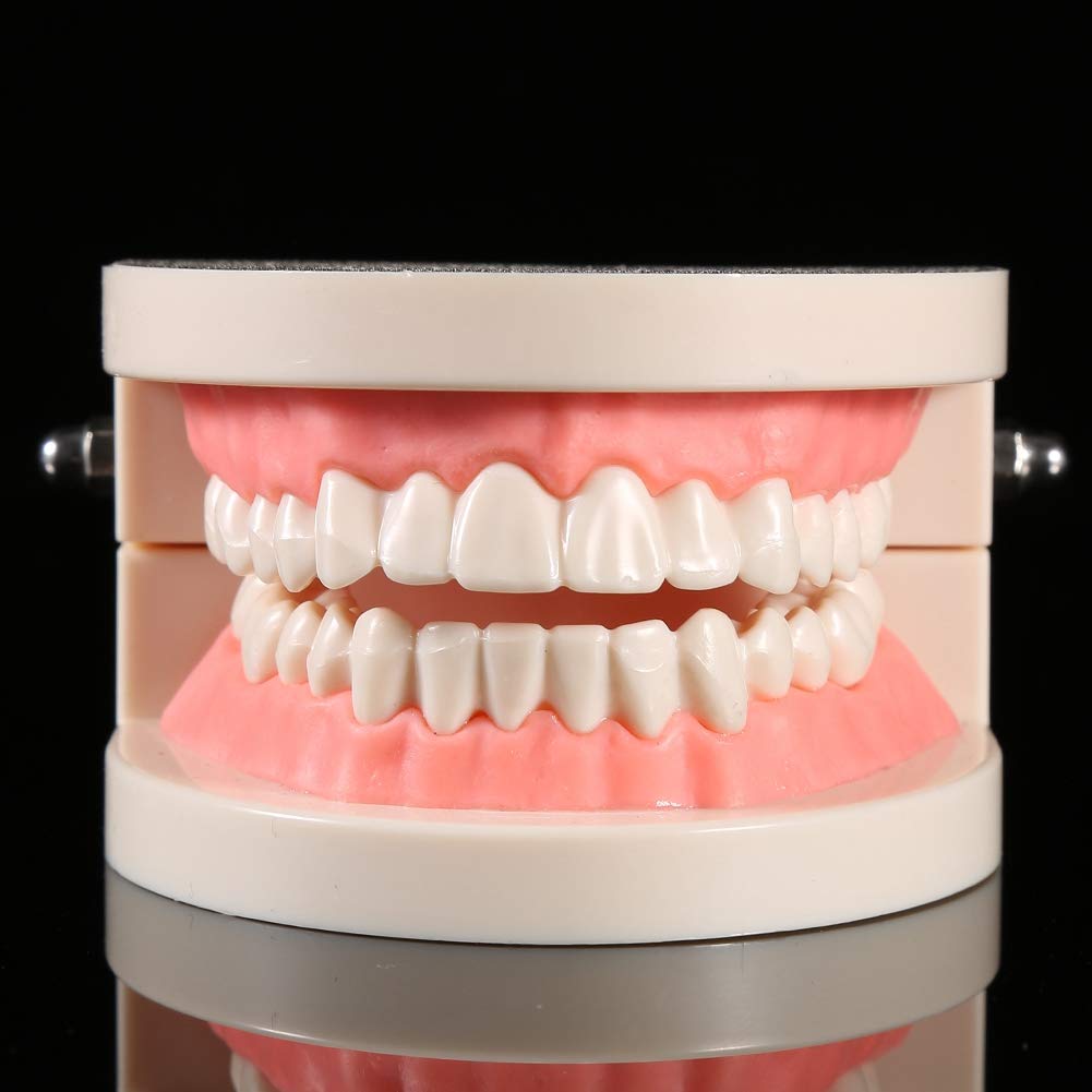 Modelo de Dientes Sanos 28 Dientes para Demostración de Cepillado