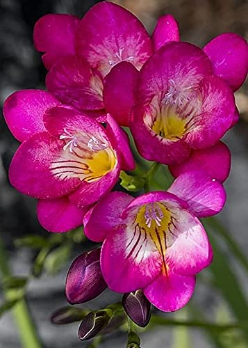See full amazon price history chart for Radha Krishna Agriculture Imported Variety Freesia Flower Bulbs all Season Flower Bulbs for Pot & Home Garden Pack of 2 Flower Bulbs Radha Krishna Agriculture Imported Variety Freesia Flower Bulbs all Season Flower Bulbs for Pot & Home Garden Pack of 2 Flower Bulbs (B097Q8HLST) Amazon Price History, Amazon Price Tracker
