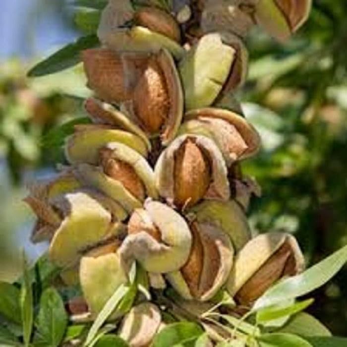 Creative Farmer Badam Plant Almond(Kagaji Badam) Grafted Live Real ...