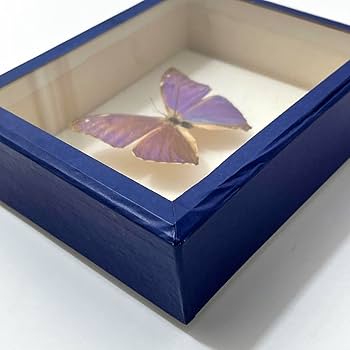 Amazon.co.jp: お5 モルフォ蝶 標本 エガーモルフォ ブラジル