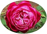Louis Phillipe Rose Bush Plant Old Heirloom Own Root Antique Garden Favorite Perpetual Bloomer Dark Rose Red Double Bloom Starter Size 4 Inch Pot Emerald TM
