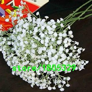 Purple : AAA Graceful Gypsophila Seeds Potted Xia Grass, White Gypsophila Paniculata Seeds, Ornamental Flowers - 100 Particles/Bag